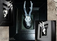 MiniSkulls - White Hart : animal, nature, craft, framed, skull, white, stag