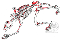 ink werewolf skeleton02  Media: Black and red brush inks (Pentel brush pens).  Skeleton practice : werewolf, skeleton, undead, ink, red, black, full body